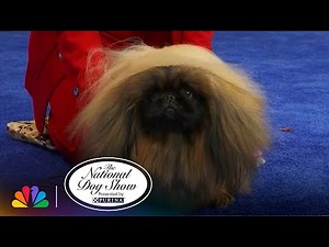 Toy Group | The National Dog Show Presented by Purina | NBC