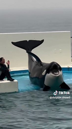 #orcas #trending #foryoupage #orcas #trending #foryoupage #orcas #trending #foryoupage #orcas #trending #foryoupage #orcas #trending #foryoupage #orcas #trending #foryoupage #orcas #trending #foryoupage #orcas #trending #foryoupage