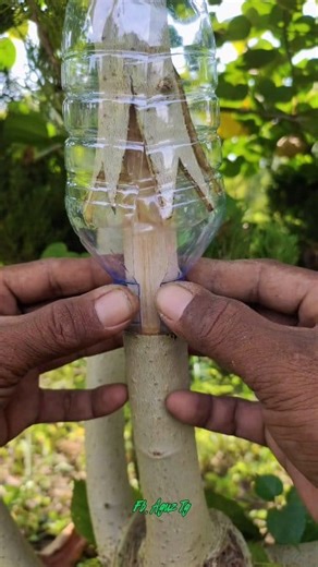 1.4M views · 4.8K reactions |  Effective Bonsai Air Layering Guide: A Blend of Tradition and Innovation #bonsaitree #layering #grafting | Aguz Tg | Facebook