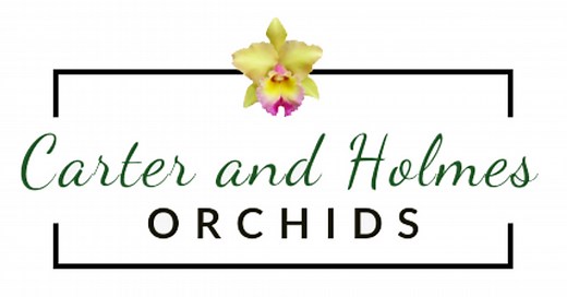 Bare-Rooting & Repotting Orchids- Carter and Holmes Orchids