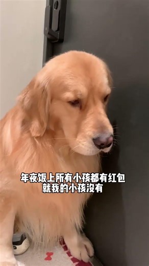 Is My Golden Retriever a Real Kid? | Heartwarming Puppy Debut