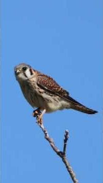 Making sure i remembered how to create a slideshow and post a short #bored #PaOutdoors #birds