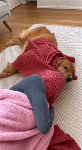 人心太复杂，知人知面不知心，还是狗子单纯专一 看狗狗的真情流露 #pets #funny #dogsoftiktok