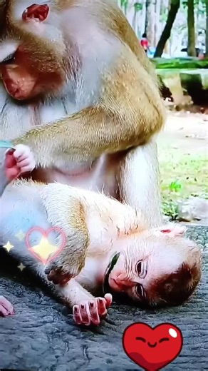 Understanding Monkey Behavior and Social Interactions