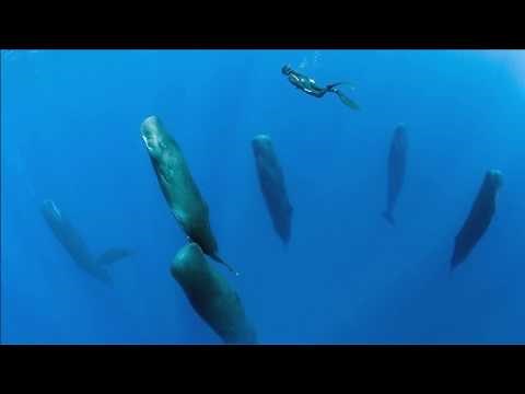 Sperm Whales Sleeping Vertically - Unusual Sleep Behavior