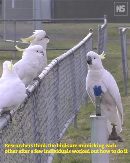 17K views · 388 reactions | Cockatoos in western Sydney have learned to use public water fountains by twisting a handle, despite how difficult they are for birds to operate. Learn more: https://www.newscientist.com/article/2482652-crafty-cockatoos-learn-to-use-public-drinking-fountains/ | New Scientist | Facebook
