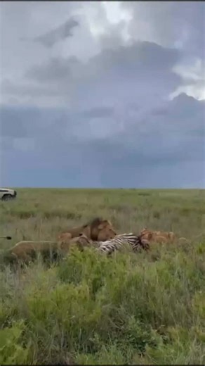 Tanzania Wander | Safari and Travel on Instagram: "In this intense wildlife encounter, a zebra faces the brutal reality of predator-prey dynamics in the African savannah. The clip captures a group of lions launching a coordinated attack on a zebra, targeting its vulnerable areas and causing visible injuries. Despite the zebra’s desperate attempts to escape, its stamina and agility are challenged by the sheer power and hunting skills of these apex predators. Lions are strategically built for hunt