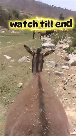 Angry Donkey Funny Moment 😂