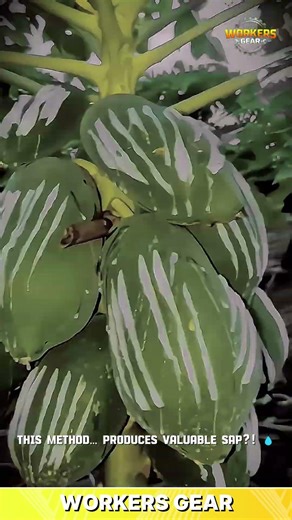 Smart & Efficient Papaya Harvesting Technique for Scoring and Latex Collection in Tropical Farming