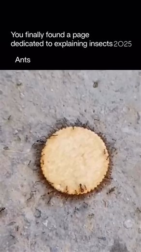 Explaining Insects on Instagram: "Ants are highly organized and social insects that live in colonies ranging from a few dozen individuals to millions. They belong to the family Formicidae and are closely related to bees and wasps. Found almost everywhere on Earth except Antarctica, ants thrive in forests, deserts, cities, and even inside homes. Each colony functions like a small, complex society, with clear roles: The queen lays eggs and ensures the survival of the colony. Workers (usually steri