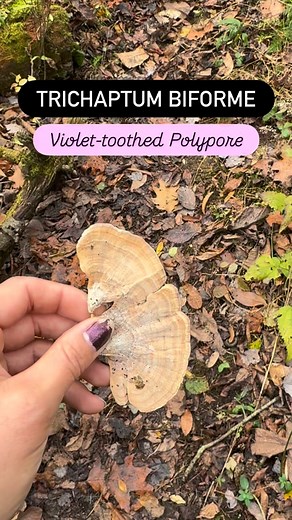 One of the most common polypores in eastern North America! #violettoothedpolypore #trichaptumbiforme #purplemushroom #mycology #mushroomidentification #fungi #mushrooms #fungaldiversity #polypore | FUNGIWOMAN