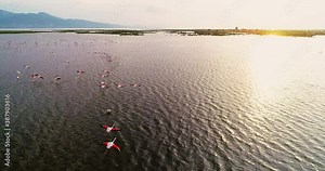 Spectacular straight down aerial view of a flock of Greater Flamingos. Lesser Flamingo, phoenicopterus minor, Group in Flight. Drone and Aerial view Stock Video