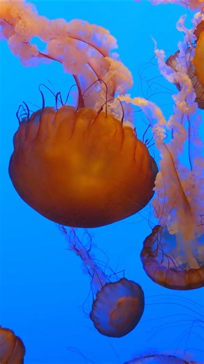 Jellyfish: Underwater shots of transparent bodies and flowing tentacles