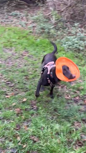 Frisbee fun to start the year 🥏🐶🐾🤎 #springador #labrador #funnydog #happydog #fyp