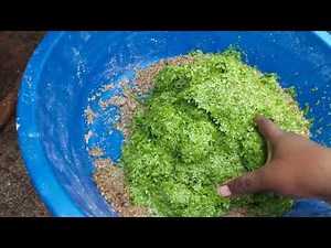 How I use duckweed to feed my chicken for less