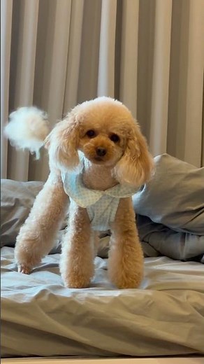 【トイプードル カット】愛されスタイル【トリミングモデル】Cute Toy Poodle Girl Cut! 🧸 Amazing Dog Grooming