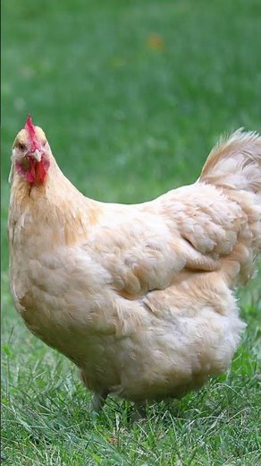 Buff Orpington Chicken Explained: The Perfect Backyard Breed