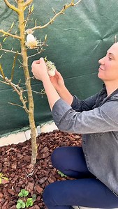 Kdo říká, že krásné dekorace musí být drahé? 😉 Hledáte rychlou a levnou velikonoční dekoraci, která která přitom bude vypadat fantasticky? 🌸 👉🏻Dneska vám ukážu dva skvělé tipy💡, jak vyrobit originální ozdoby z jednoduchých materiálů, které máte doma. Začneme hnízdem z dřevité vlny 🪹a vyfouklým vajíčkem, které se promění v jemnou a elegantní dekoraci. 🤩 U druhého tipu je základem vyfouklé vajíčko, kytička a tavná pistole. Stačí přidat provázek a vznikne jednoduchá, jemná závěsná dekorace, 