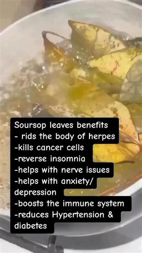 Meelah_Moss_Seamoss | Let’s talk about soursop leaves and what it does for you? Did you know that all pharmaceutical drugs are derived from plants? Plants are... | Instagram