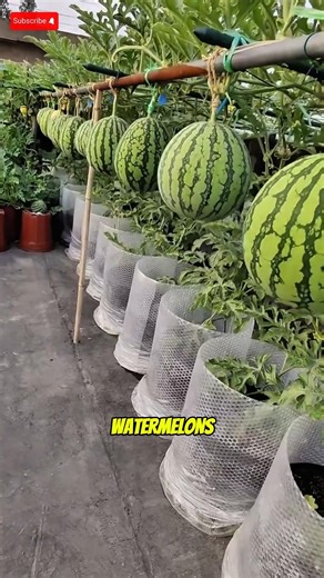 Growing Watermelon Vertically?! This Method Saves Space! #vecna