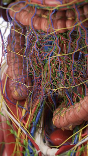 SciePro on Instagram: "🩸🧬 Vessels of the Intestines: Fueling Digestion & Defending the Body 🧬🩸 Your intestines are supported by a dense, branching network of blood vessels and lymphatics that power digestion and protect your body. 🔹 Arterial Supply: Superior mesenteric artery (SMA) supplies the small intestine, cecum, ascending colon, and most of the transverse colon. Inferior mesenteric artery (IMA) feeds the descending colon, sigmoid colon, and upper rectum. 🔹 Venous Drainage: Blood from