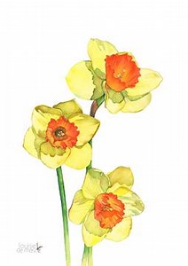 A little video of a section of my daffodil painting under construction :) | Louise De Masi Art