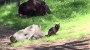 69K views · 1.2K reactions | BEST FRIENDS: A black kitty cat wandered into the black bear enclosure at the Folsom City Zoo Sanctuary last year and has been coming back ever since. His new pal, black bear Sequoia, seems to enjoy his new buddy's company. STORY: https://www.facebook.com/FOX13TampaBay/ | FOX 13 News - Tampa Bay | Facebook