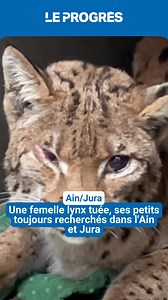 🔴 Le lynx femelle victime de tirs illégaux et de jets de pierres dans le Jura est mort ce samedi 17 janvier. Une enquête est en cours. Ses petits, toujours introuvables, sont activement recherchés et risquent de ne pas survivre. Plus d'infos ➡️ https://l.leprogres.fr/rvv | Le Progrès Jura