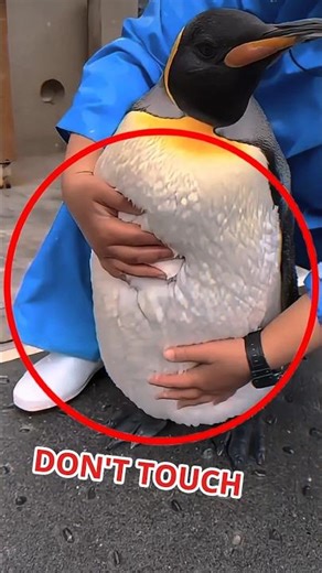 This Is Why You Should NEVER Touch a Penguin🐧 #shorts