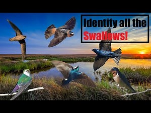 Swallow Identification! - A Complete Guide!