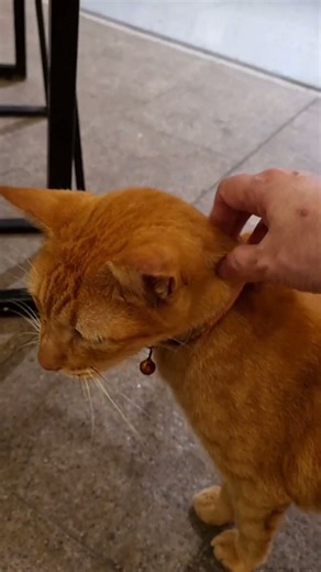 Meet Choco! The brown cat who stays around with the security guard of Shake Shack #cat