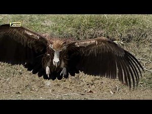Huge Vulture takes off and lands | Super slow motion