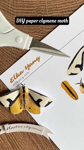 3 Steps to make a PAPER clymene moth 🦋 #papercraft #moth #moths #mothsoftiktok #insects #paperbutterfly #butterfly #walldecor #artproject #tiktokusa #craftideas