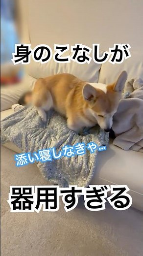 A Corgi skillfully snuggles up to its little sister so as not to wake her. #corgi #Corgi #dog