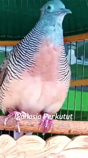 Zebra Dove Calls – Calming Bird Relaxing 80 | #birds #birdsounds #birdsong #animalsongs