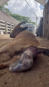 86K views · 8.7K reactions | The Miracle Of LIFE ❤️❤️ Come Meet Our AMAZING Animals! Book Now at AnimalEDventures.com | Animal EDventure Park & Safari | Facebook