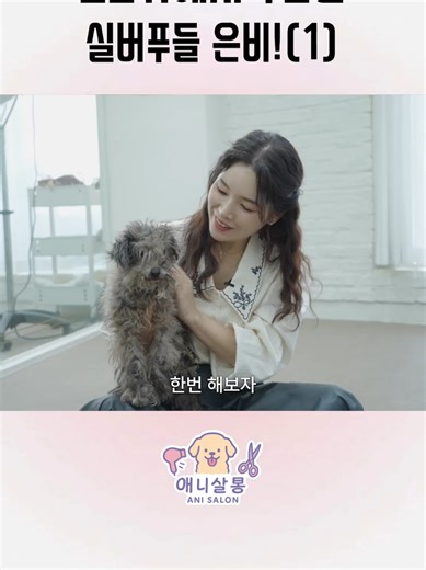 푸들 미용과 피부 치료 과정