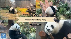 3.9K views · 24 reactions | A pair of adorable giant pandas, gifted by the central government to Hong Kong, are set to make their much-awaited public debut at Ocean Park Hong Kong on Dec. 8. After a 30-day quarantine and a month of settling into their new home, the pair are ready to charm visitors! | Xinhua Culture&Travel | Facebook