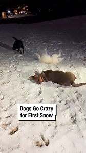 Dogs Go Crazy for First Snow! ❄️ | Wrestling News