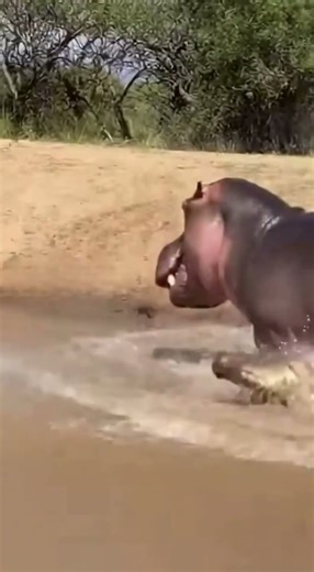 A Crocodile Thought It Won—Until the Hippo Showed Up ㅣ악어는 이겼다고 생각했다하마가 오기 전까지 ㅣ勝ったと思ったワニ…カバが来るまでは
