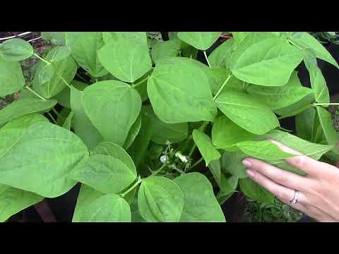 Pollinating Beans and Peas