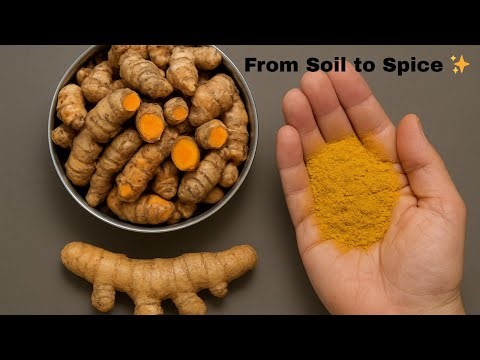Turmeric Journey 🌱 From Planting to Golden Powder