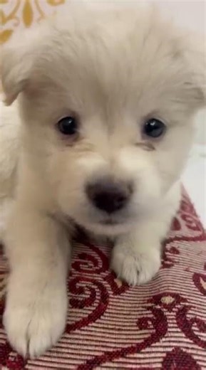 Too Cute To Handle🤍🐾|| #dogsofyoutube #puppylove #cute #puppy #viral #shorts #trending