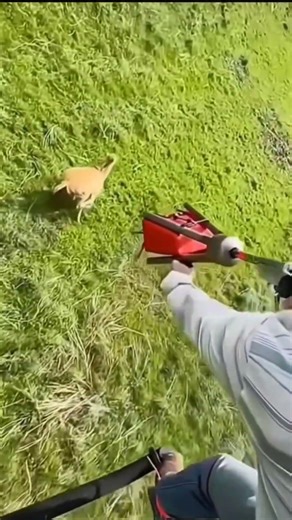 How Net Guns Safely Rescue Wild Animals