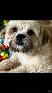 84K views · 3.2K reactions | Some dogs don’t ask for attention.They just hope you’ll notice. | Lone Star Shih Tzu & Lhasa Apso Rescue | Facebook