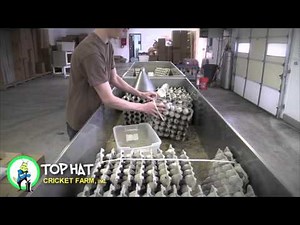 Top Hat Cricket Farm Cleanliness