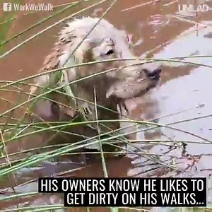 Meet Toby, the Golden Retriever who wishes he was a Chocolate Labrador 😂🐶 | UNILAD