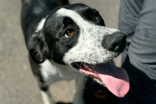 Nipso, jeune chien croisé border collie, est à adopter à l'APA du Puy-de-Dôme