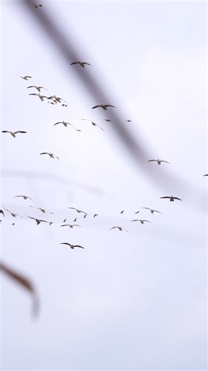 3 weeks away! ——•——— #Waterfowl | #DuckHunting | #Hunting | #Dreams | #GooseHunting | #GetOutside | #Outdoors | #DuckSeason | #HuntingSeason | #WaterfowlHunting | #NoBadDays | #TeamWork | #HuntingLife | #GunDogs | #GoodTimes#GoodTimes | FowlCo Outfitters