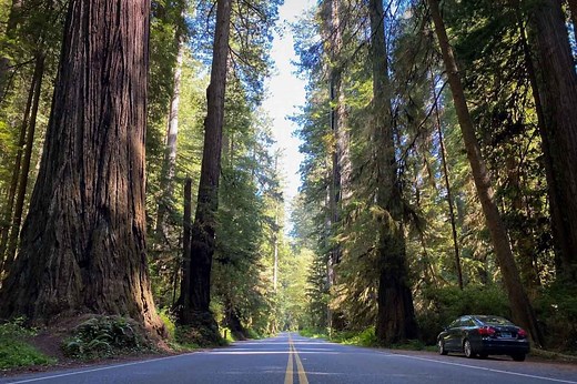12 Best Things to Do in Redwood National Park & State Parks, California